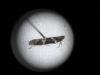 Mompha subbistrigella